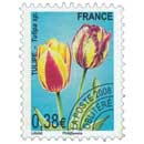 2008 TULIPE – Tulipa sp.