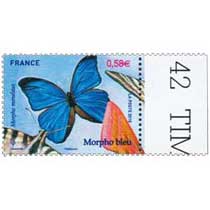 2010 Morpho bleu - Morpho menelaus